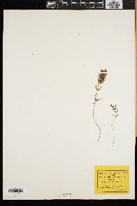 Rhinanthus minor subsp. minor image