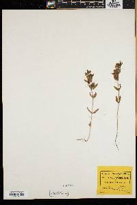 Rhinanthus minor subsp. minor image