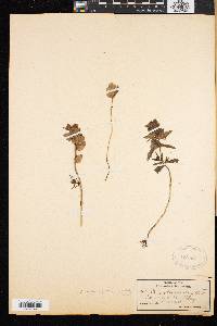 Rhinanthus groenlandicus image