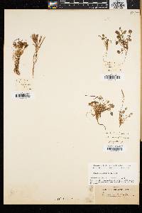 Cardamine bellidifolia image