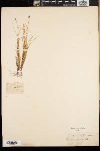 Carex capitata image