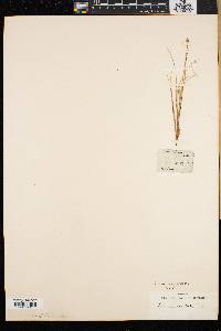 Carex capitata image