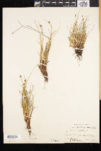 Carex capitata image