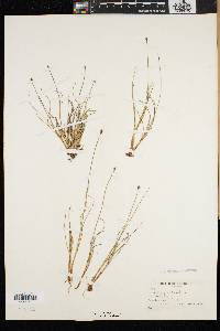 Carex capitata image