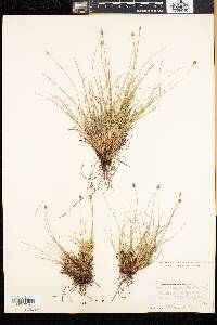 Carex capitata image