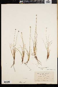 Carex capitata image