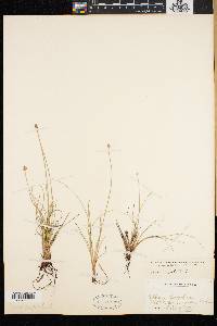 Carex capitata image