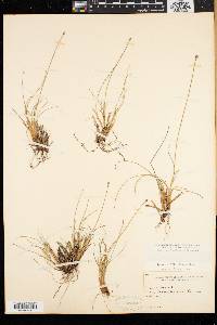 Carex capitata image