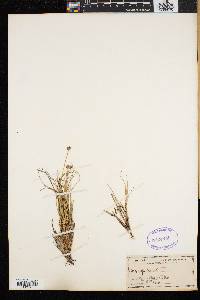 Carex capitata image