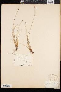 Carex capitata image