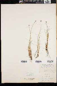 Carex arctogena image