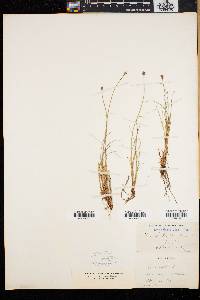 Carex arctogena image