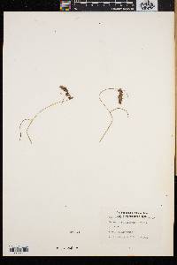 Carex atratiformis image