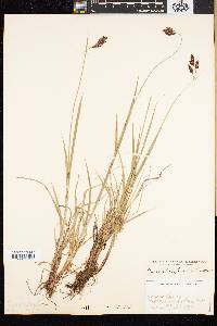 Carex atratiformis image