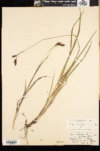 Carex atratiformis image
