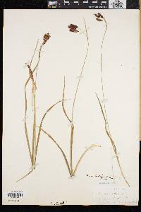 Carex atratiformis image