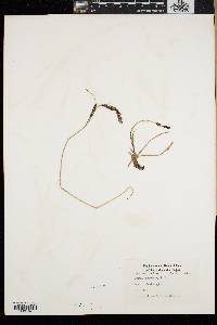 Carex bigelowii image