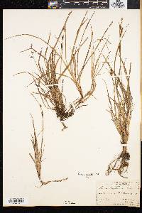Carex speciosa image