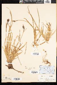 Carex bigelowii subsp. dacica image