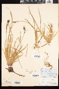 Carex bigelowii subsp. dacica image
