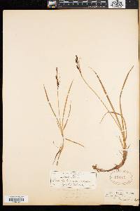 Carex bigelowii subsp. dacica image