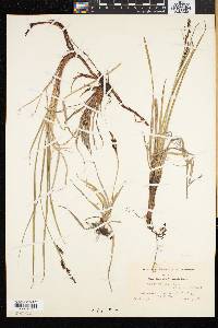 Carex cespitosa image