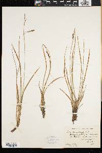 Carex speciosa image