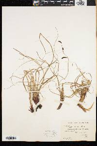 Carex speciosa image