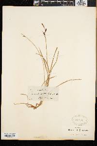 Carex cespitosa image