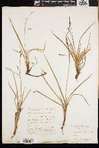 Carex speciosa image