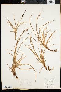 Carex speciosa image