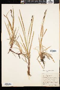 Carex speciosa image