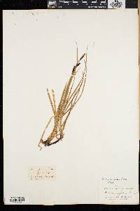 Carex speciosa image