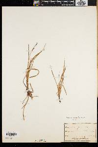 Carex speciosa image