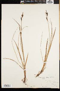 Carex speciosa image
