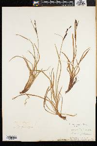 Carex speciosa image