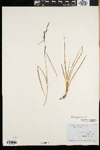 Carex speciosa image