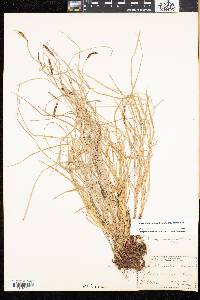 Carex scirpoidea subsp. scirpoidea image