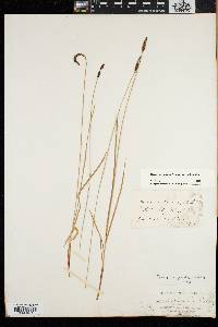 Carex scirpoidea image