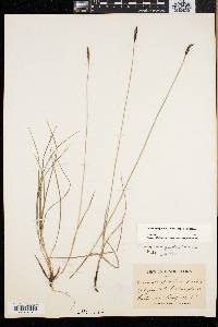Carex scirpoidea subsp. scirpoidea image