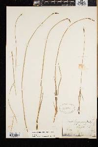 Carex scirpoidea image