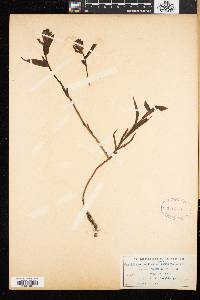 Castilleja pallida image