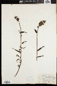 Castilleja pallida var. septentrionalis image