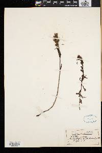 Castilleja pallida image
