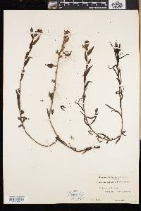Castilleja pallida image