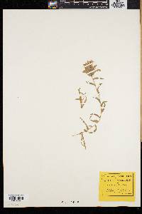 Castilleja pallida image