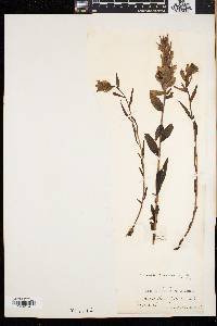 Castilleja pallida image