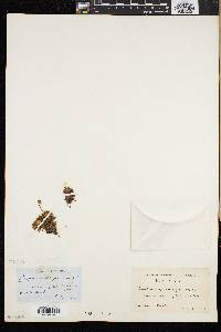 Diapensia lapponica image