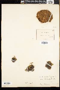 Diapensia lapponica image