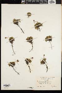 Diapensia lapponica image